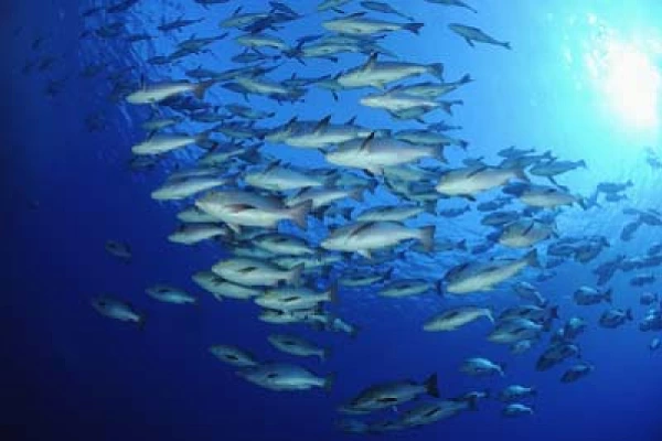 Shark Reef drop off in the Red Sea off the coast of Egypt. Photographs by Amar Guillen.