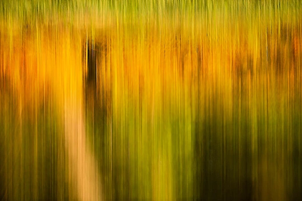 Abstract photo or trees reflection on water