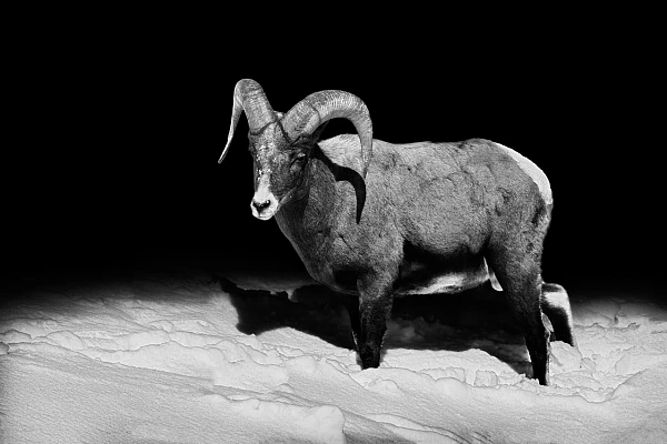 Bighorn sheep in the Yellowstone in United States. Photograph in black and white in the style black to black by Amar Guillen, photographer artist.