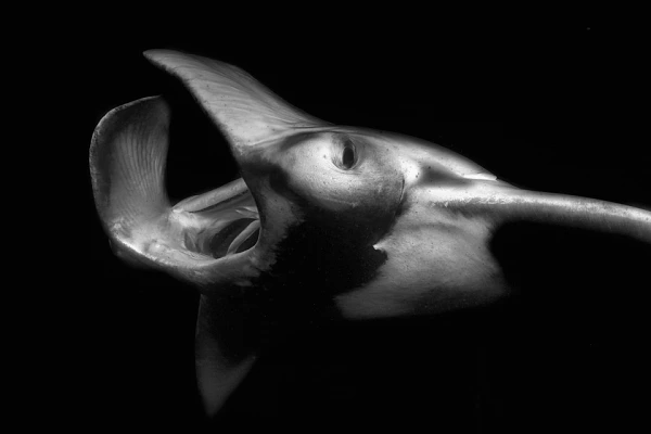 Manta ray in black and white during a night dive in Maldives. Photograph by Amar Guillen, photographer artist.