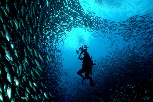 Tarpon sardines run in Bonaire in the southern Caribbean Sea
