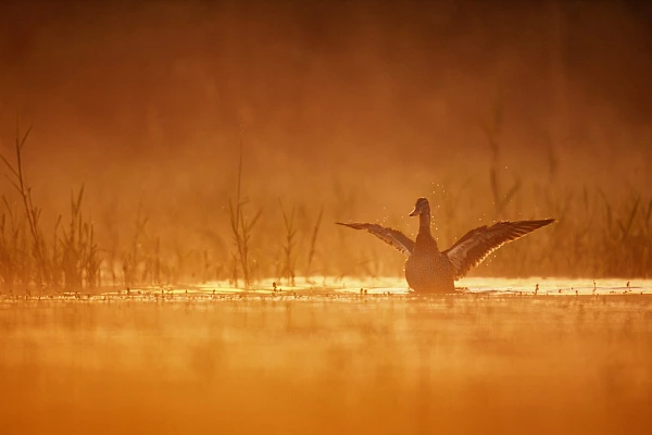 a duck snorting on a pond of the Dombes in France at sunrise. Photograph in color by Amar Guillen, photographer artist.