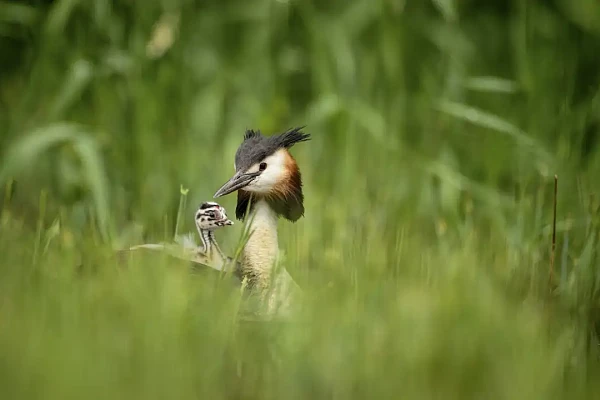Un grèbe huppé et son poussin nageant à la surface d'un étang de la Dombes.