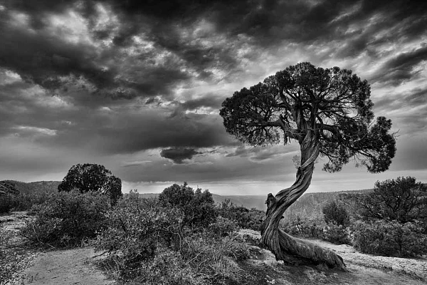Tree of Black Canyon in Black and White