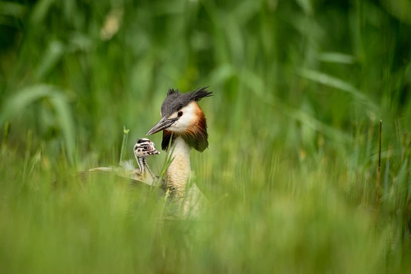 Great Crested Greb and his chick