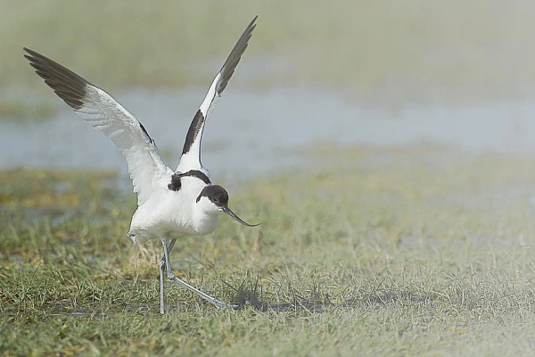 Wildlife photo project in Danube Delta in May 2018: pied avocet.