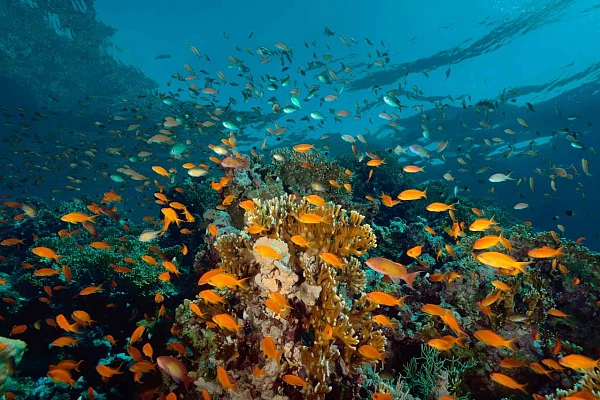 Coral reef covered with anthias in the Red Sea. Photograph by Amar Guillen, photographer artist.