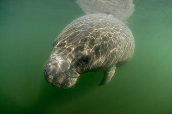 Manatees in Florida, United States. Photographs by Amar Guillen.