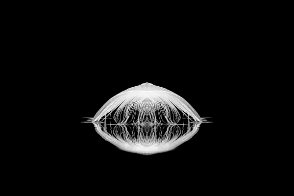 Feather floating at the surface of the water in the style back to black. Photograph in the style black to black by Amar Guillen, photographer artist.
