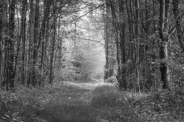 Sentier cheminant à travers un sous-bois de la dombes non loin d'un étang. Photographie d'art en noir et blanc par Amar Guillen, artiste photographe.