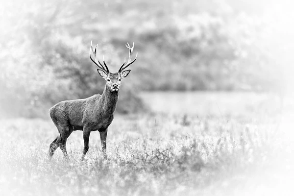 This photograph of a red deer stag during the bugle is balanced in masses. No area is swinging in one direction or the other.