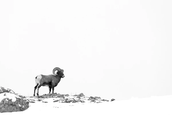 Minimalist picture of a bighorn sheep in Yellowstone in winter.