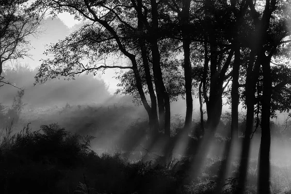 Paysage d'un sous-bois à l'aube avec des rayons de lumière en Haute-Saintonge en Charente-Maritime en France. Photographie d'art en noir et blanc par Amar Guillen, artiste photographe.