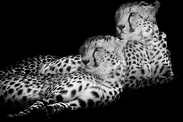 The photographic and artistic signature of Amar Guillen. Two cheetahs in black and white.