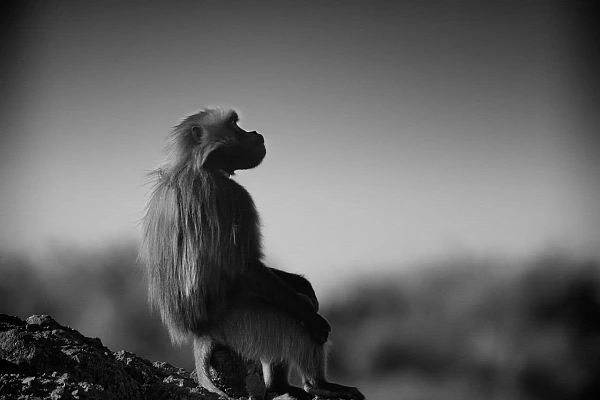 This photograph of a gelada sitting on a rock is an example of photography with a well-managed tonality.