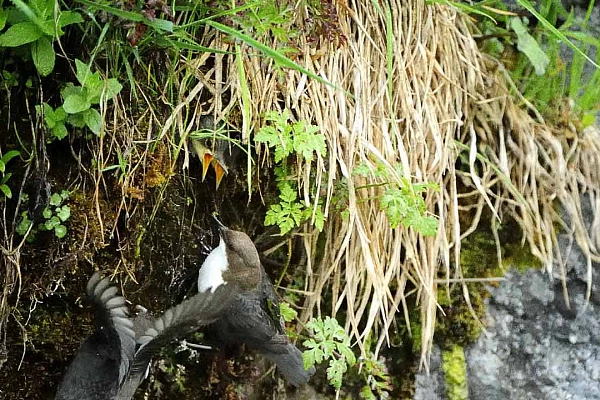The white-throated dipper of the river in Beaufort