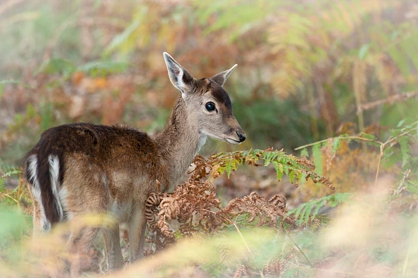 Look of a fallow deer fawn in color. Photograph by Amar Guillen, photographer artist.