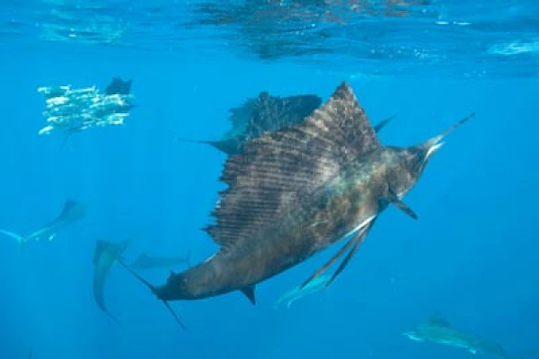 The sail fish sardine run in Mexico. Photographs by Amar Guillen.