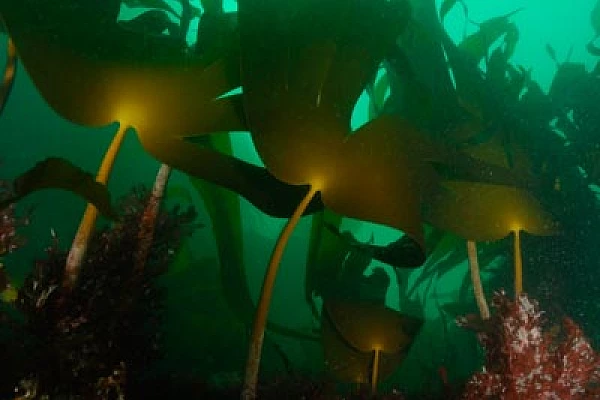 Underwater sceneries of Ploumanach in Brittany, France. Photographs by Amar Guillen.