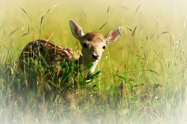 Photograph of a fallow deer fawn in a meadow.
