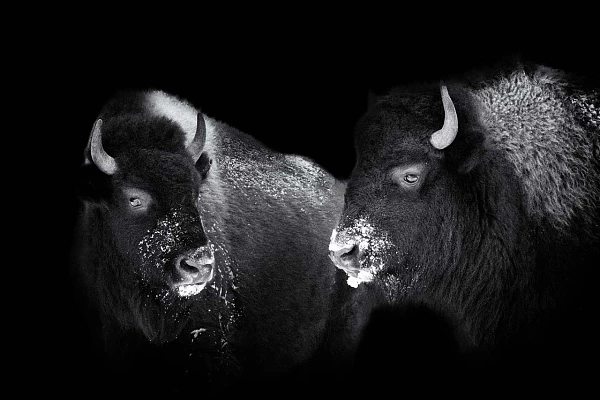 Bisons in the Yellowstone in United States. Photograph in black and white in the style black to black by Amar Guillen, photographer artist.