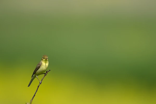 A melodious warbler on a branch in a wetland of Charente-Maritime in France.