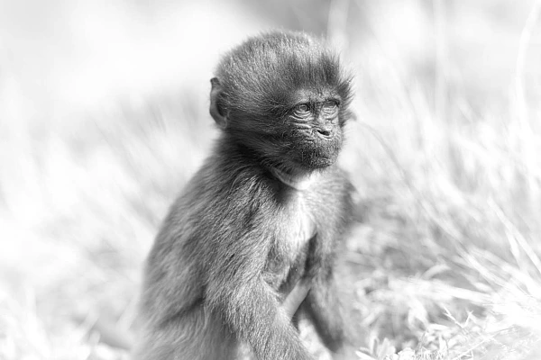 The subject of this artistic photograph of a young gelada is not essential. The consequences of the interpretation of this photo is the ultimate goal of this creation.