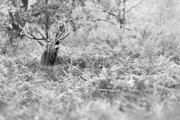 Cerf en train de bramer dans un champ de fougères en Charente-Maritime..