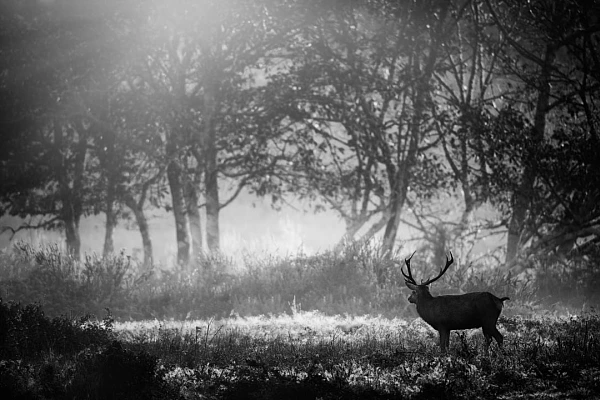 A low-key photo in black and white of a red deer stag during the rut. Photograph by Amar Guillen, photographer artist.