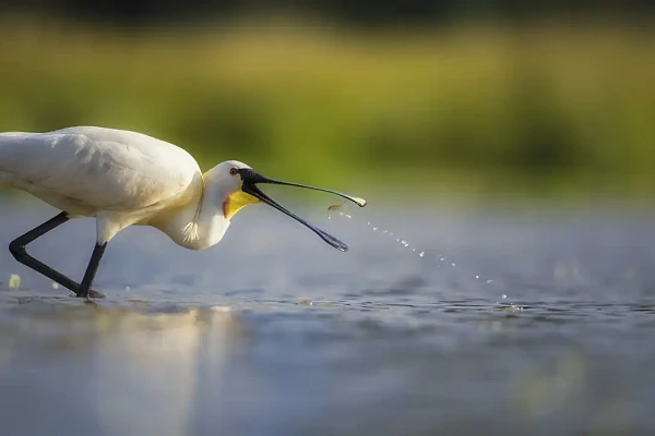 Une spatule blanche pêchant un poisson dans un étang de la Dombes.