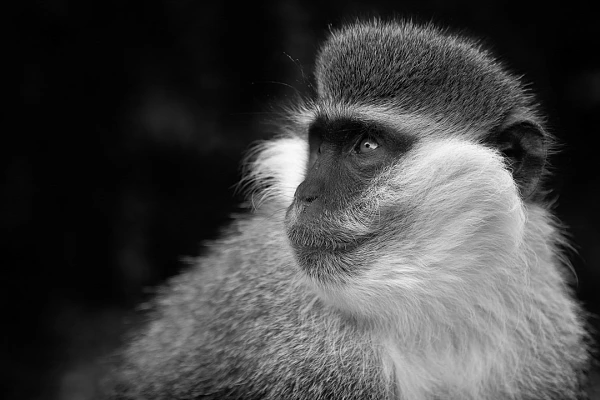 Vervet monkey in Ethiopia. Photograph by Amar Guillen, photographer artist.